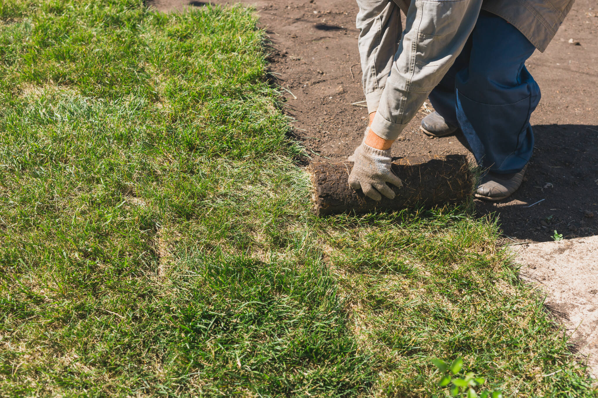 Close Up Man Laying Grass Turf Rolls For New Garden Lawn