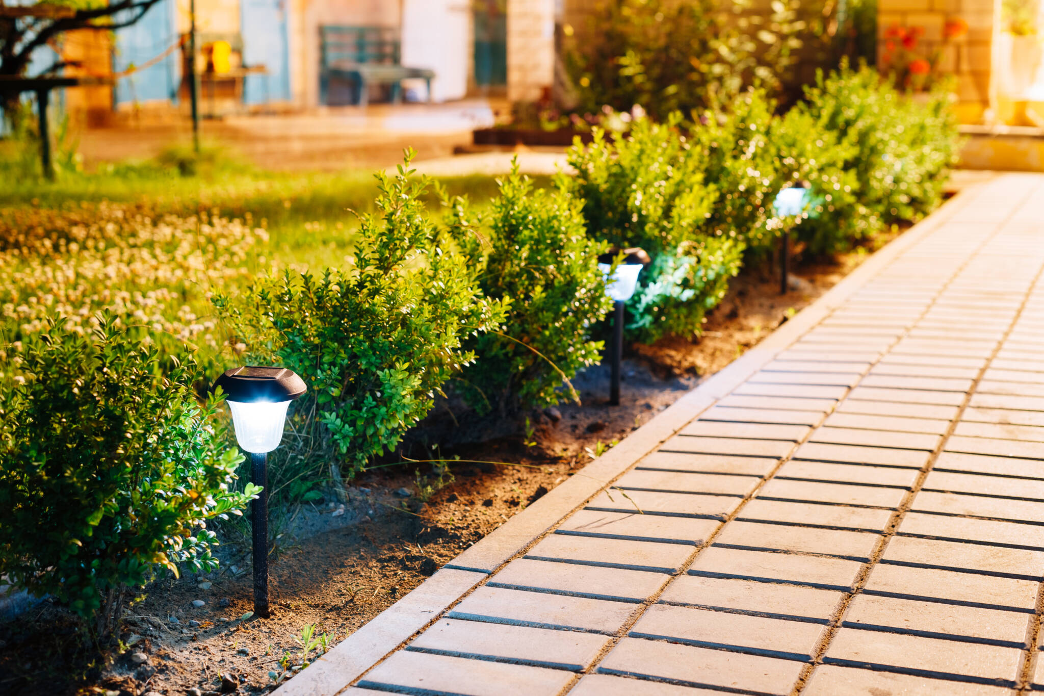 Night View Viola Flowerbed Illuminated Energy Saving Solar Power